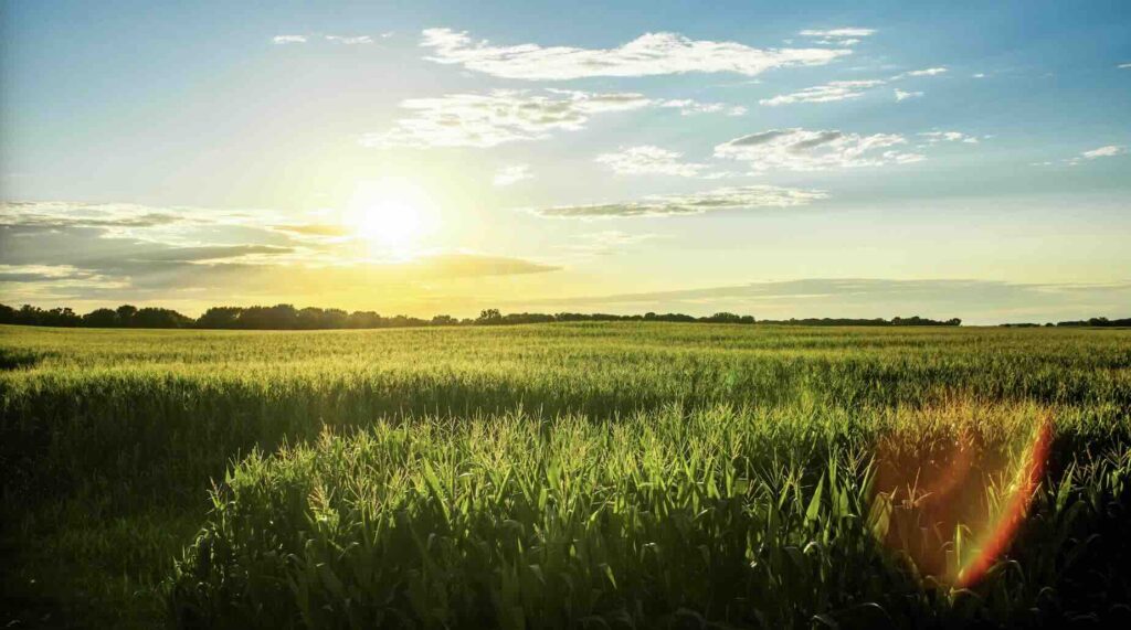 Midwest Field at Sunset